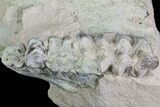 Unprepared Oreodont Jaw Section With Teeth - South Dakota #81935-1